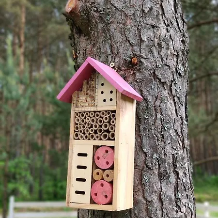 Bajkowy Rosa Na Kaszubach *