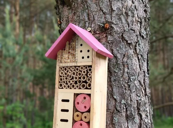 Bajkowy Rosa Na Kaszubach *